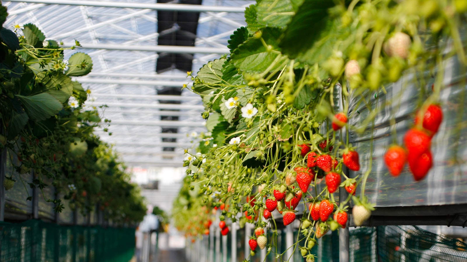 Close-up of ripe red strawberries on green leaves — premium Sensation variety produced in geothermal greenhouses for year-round supply.